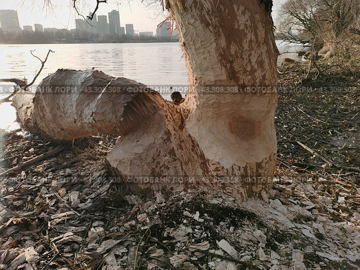 Дерево поврежденное бобрами на берегу реки. Стоковое фото, фотограф Александр К / Фотобанк Лори