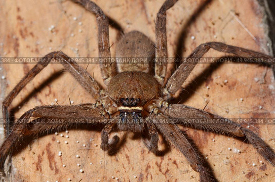 Detail of a tarantula spider. Стоковое фото, агентство Ingram Publishing / Фотобанк Лори