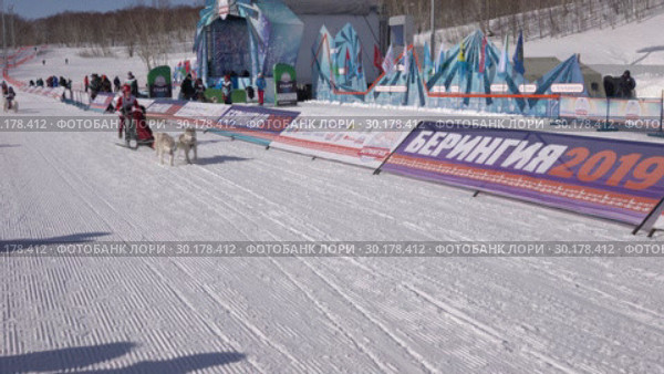 Детская гонка на собачьих упряжках "Дюлин" ("Берингия") (2019 год). Редакционное видео, видеограф А. А. Пирагис / Фотобанк Лори