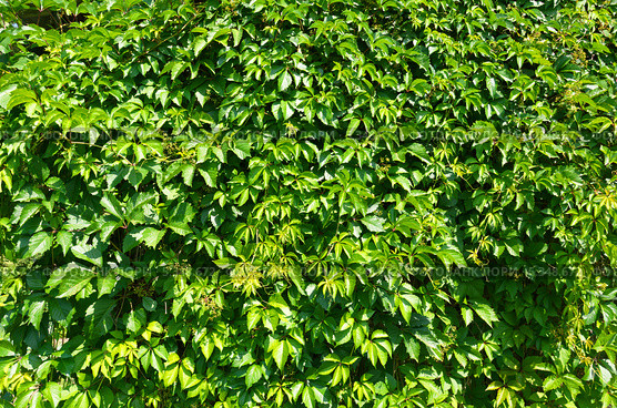 Девичий виноград пятилисточковый (Parthenocissus quinquefolia), фон. Стоковое фото, фотограф Елена Коромыслова / Фотобанк Лори