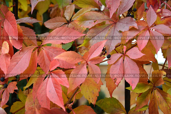 Девичий виноград пятилисточковый (Parthenocissus quinquefolia (L.) Planch.). Осень. Стоковое фото, фотограф Ирина Борсученко / Фотобанк Лори