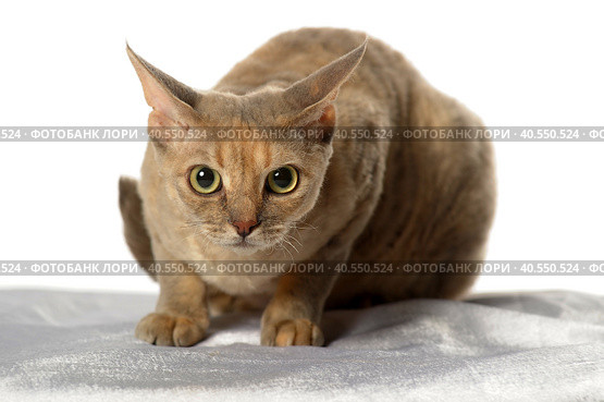 Devon Rex  Cat on white background. Стоковое фото, фотограф Анна Кривицкая / Фотобанк Лори