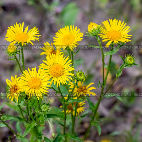 Девясил британский -Inula britannica L. (семейство Asteraceae). Цветущее растение крупным планом. Дикорастущая флора Западной Сибири. Стоковое фото, фотограф Евгений Мухортов / Фотобанк Лори