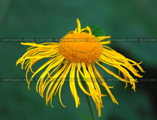Девясил высокий (лат. Inula helenium) Стоковое фото, фотограф lana1501 / Фотобанк Лори