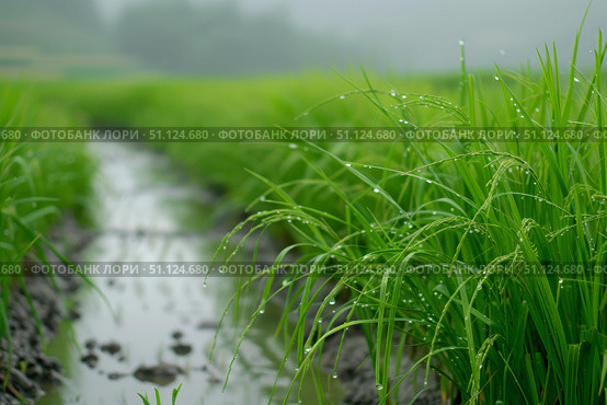 Dew drops clinging to vibrant green rice stalks in paddy field. Стоковое AI-изображение, AI-художник Иван Рябоконь / Фотобанк Лори