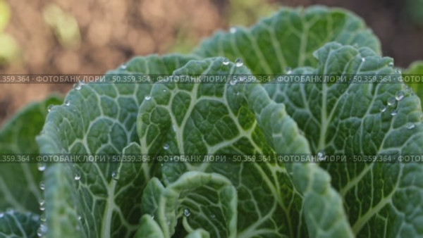 Dewy Romaine Lettuce Macro in Garden Soil. Close-up of romaine lettuce with fresh dew on textured green leaves, growing in rich garden soil under soft light. Стоковое AI-видео, аниматор Башкирова Анна / Фотобанк Лори