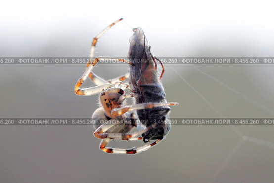 Диадемный крестовик (Araneus diadematus) упаковывает пойманного слепня в кокон. Стоковое фото, фотограф Александр Тарасенков / Фотобанк Лори