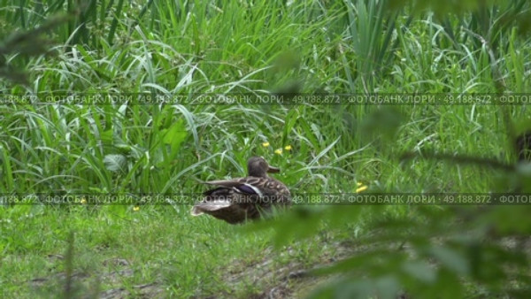 Дикая утка в лесу присматривает за своими утятами. Подмосковье. Май. A wild duck in the forest looks after her ducklings. Moscow region. May. Стоковое видео, видеограф Горшков Александр / Фотобанк Лори