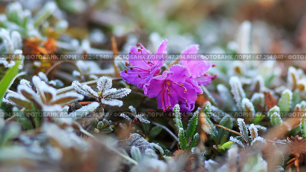 Дикий цветок рододендрона (Rhododendron parvifolium) и растения в тундре покрыты инеем. Летние морозы в Арктике. Нежные полевые цветы в полярном регионе. Природа Чукотки. Дальний Восток России. Июнь. Стоковое фото, фотограф Андрей Степанов / Фотобанк Лори