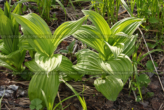 Дикорастущее растение Чемерица Лобеля (лат. Veratrum lobelianum). Дикорастущее  лекарственное, ядовитое, инсектицидное растение Сибири. Стоковое фото, фотограф Евгений Мухортов / Фотобанк Лори