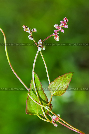 Дикорастущее сорное растение Горец вьюнковый (лат. Fallopia convolvulus). Цветущее растение крупным планом. Стоковое фото, фотограф Евгений Мухортов / Фотобанк Лори
