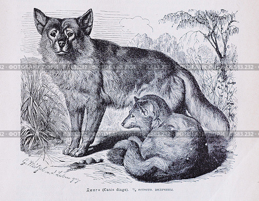 Динго (Canis dingo) - рисунок из книги А. Брэма "Жизнь животных" 1896г. Стоковая иллюстрация, иллюстратор Вера Смолянинова / Фотобанк Лори