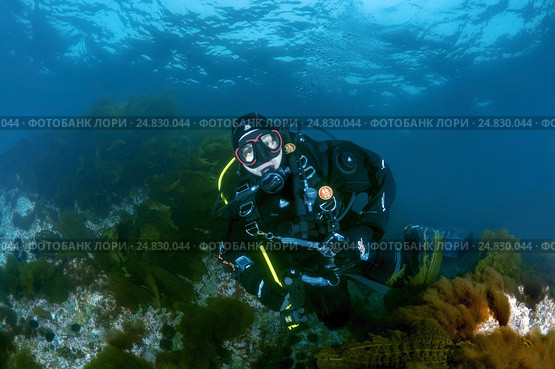 Diver, Sea of Japan (2014 год). Редакционное фото, фотограф Некрасов Андрей / Фотобанк Лори