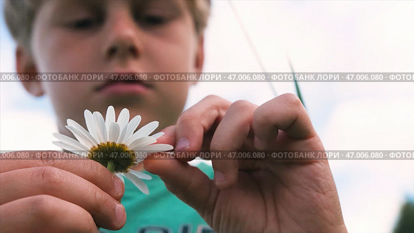 Divination and superstition on chamomile petals. Стоковое фото, фотограф David Kashakhi / Фотобанк Лори