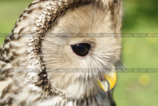 Длиннохвостая неясыть (Strix uralensis). Портрет днем. Стоковое фото, фотограф Максим Антипин / Фотобанк Лори