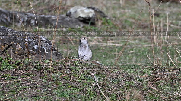 Длиннохвостый суслик (Urocitellus undulatus) у камня в Горном Алтае. Природа Сибири и Алтая. Дикие животные Алтая. Республика Алтай, Россия. Стоковое фото, фотограф Максим Бжитских / Фотобанк Лори