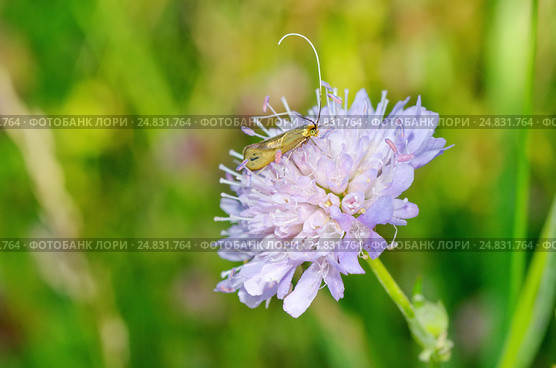 Длинноуска крупноглазая (лат. Nemophora metallica) на цветке короставника полевого. Стоковое фото, фотограф Елена Коромыслова / Фотобанк Лори