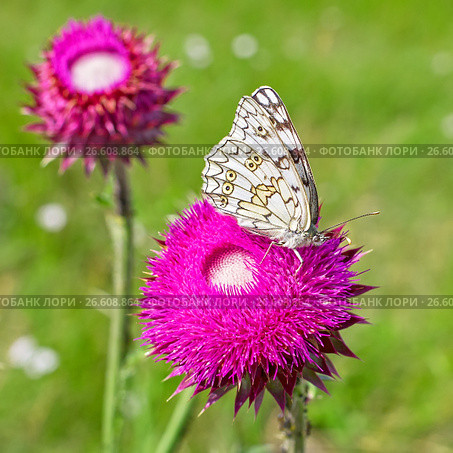 Дневная бабочка Пестроглазка русская ( лат. Melanargia russiae ). Бабочка на цветке Чертополоха Тёрмера ( чертополох thoermeri Weinm. ) Стоковое фото, фотограф Евгений Мухортов / Фотобанк Лори