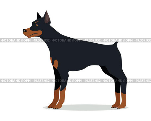 Doberman Pinscher, Dobermann, Doberman isolated. Doberman Pinscher, Dobermann, Doberman isolated on white. Dog of medium-large size with square build and short coat. Home pet. Popular compactly built and athletic breed. Series of puppies. Vector. Стоковая иллюстрация, агентство Ingram Publishing / Фотобанк Лори
