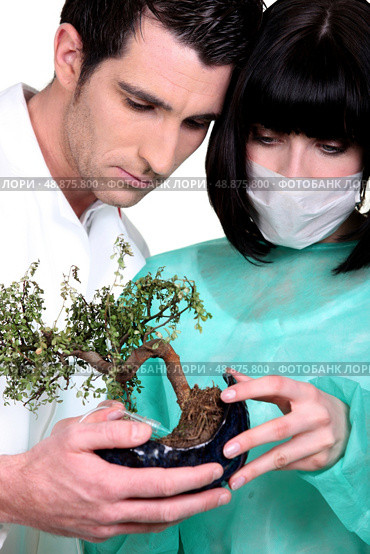 Doctors examining bonsai. Стоковое фото, агентство Ingram Publishing / Фотобанк Лори