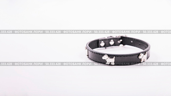 dog collar white. Стоковое фото, агентство Ingram Publishing / Фотобанк Лори