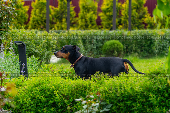Dog Enjoying a Lush Garden - The beauty of nature, with a sleek-coated canine in a vibrant green setting. Стоковое фото, фотограф Данила Большаков / Фотобанк Лори