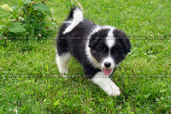 Dog puppy is running on the grass in the garden. A cross between a Bernese Mountain Dog and a Samoyed. Стоковое фото, фотограф Сергей Пристяжнюк (Serg Zastavkin) / Фотобанк Лори