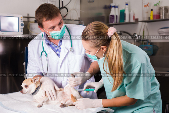 Dog undergoing surgery at vets. Стоковое фото, фотограф Яков Филимонов / Фотобанк Лори