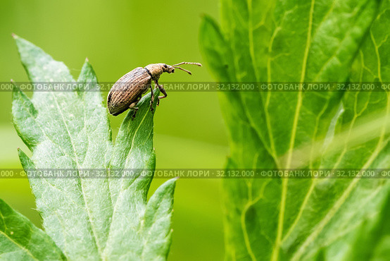 Долгоносик-слоник сосновый (Hylobius abietis) сидит среди травы. Стоковое фото, фотограф Игорь Низов / Фотобанк Лори