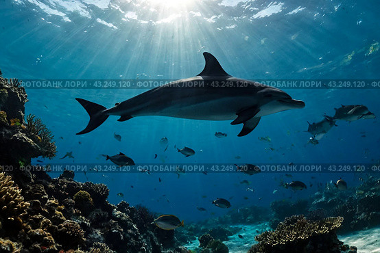Dolphin (Delphinidae) mammal swimming in tropical underwaters. Silhouette Dolphin in underwater wild animal world. Observation of wildlife ocean. Scuba diving adventure in Ecuador coast. Copy space. Стоковое AI-изображение, AI-художник Aleksandr Golubev / Фотобанк Лори