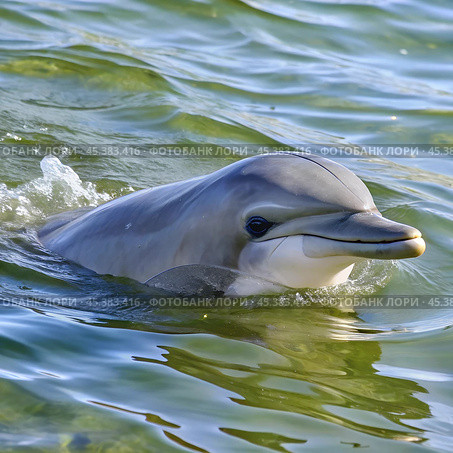 Dolphin, water, mammal, sea, animal, ocean, blue, swim, swimming, fish, pool, nature, marine, smile, dolphins, aquatic, fin, wildlife, underwater, head, bottlenose, happy, mouth, aquarium, wild, Любопытный дельфин, плавающий в прозрачной морской воде. Стоковое AI-изображение, AI-художник Artykris99 / Фотобанк Лори