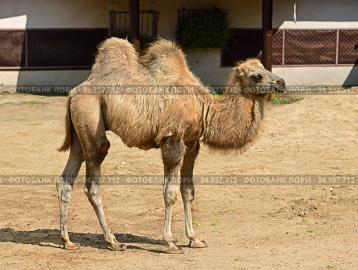 Domestic bactrian camel (Camelus bactrianus). Calf. Стоковое фото, фотограф Валерия Попова / Фотобанк Лори