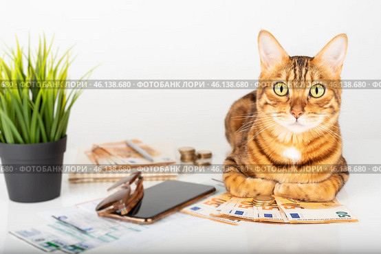 Domestic cat checks his bills at home and counts money. Стоковое фото, фотограф Светлана Султанаева / Фотобанк Лори