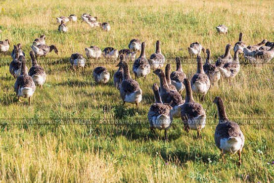 Domestic gray geese on a meadow. Gray Geese in the grass, domestic bird, flock of geese. Стоковое фото, фотограф Ольга Сейфутдинова / Фотобанк Лори