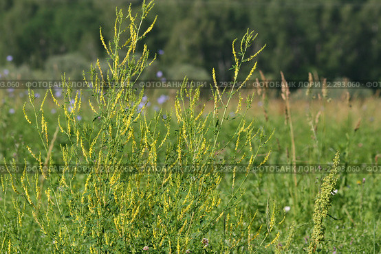 Донник цветет ( Melilotus officinalis (L.) Pall) Стоковое фото, фотограф Щеголева Ольга / Фотобанк Лори