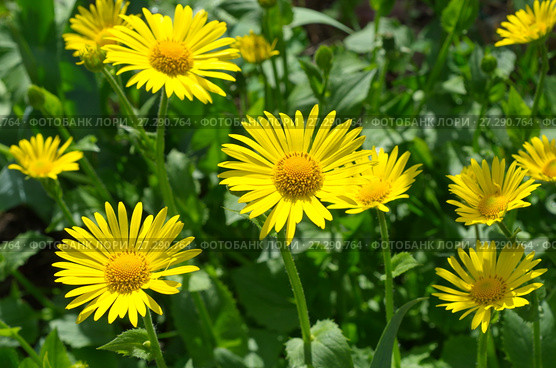 Дороникум (лат. Doronicum) цветет в саду. Стоковое фото, фотограф Елена Коромыслова / Фотобанк Лори