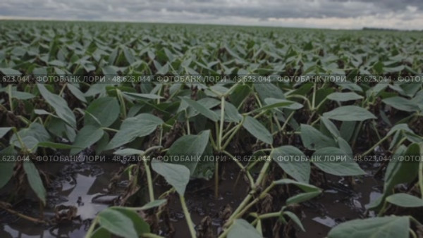 Dramatic skies over lush green crops in rainy fields: a journey from expansive horizon to closeup details. Стоковое AI-видео, аниматор Башкирова Анна / Фотобанк Лори