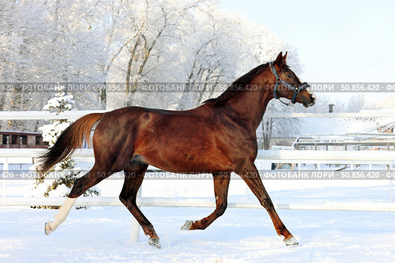 Dressage saddle horse runs in winter stud farm background. Спортивная верховая лошадь бежит по территории зимней фермы. Стоковое фото, фотограф Михаил Кондрашов / Фотобанк Лори