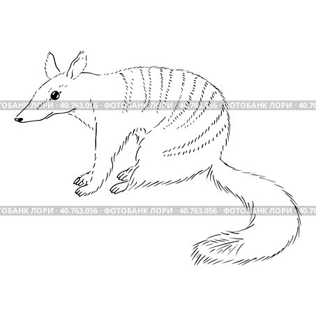 Древнее сумчатое животное. Животное Австралии. Animal sketch illustration with cute cartoon style. Стоковая иллюстрация, иллюстратор Ольга Головкина / Фотобанк Лори
