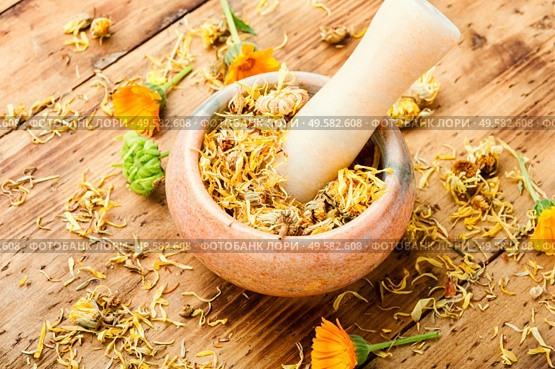 Dried calendula in a mortar and pestle.Herbal medicine and homeopathy. Calendula in herbal medicine. Стоковое фото, агентство Ingram Publishing / Фотобанк Лори