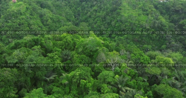 Drone view of Bali. Top view of Tropical forest interior. Nature background. Стоковое видео, видеограф Степанов Григорий / Фотобанк Лори