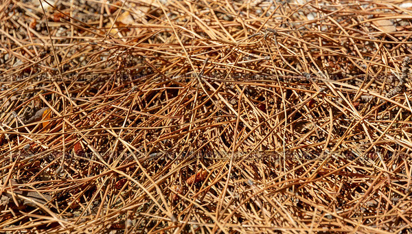 Dry, dead pine needles and pine cones fallen on ground. Fall season, lawncare and wildfire hazard concept. Стоковое фото, фотограф Григорий Стоякин / Фотобанк Лори
