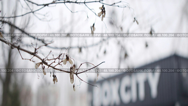 Dry maple seeds hanging from a tree branch are swinging in the wind. Стоковое фото, фотограф David Kashakhi / Фотобанк Лори