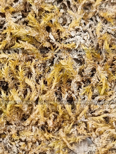 Dry moss or lichen, close-up. It densely covers a surface, perhaps a rock, tree bark or old wood. The shades vary from golden yellow to grey-white, indicating its dry state, probably after a long absence of moisture. The texture is brittle, thin, similar to small needles or spirals. It may be a type of forest moss or xanthoria, a lichen found in Crimea in dry pine forests, on rocks or dead wood. Стоковое фото, фотограф Анна Кривицкая / Фотобанк Лори