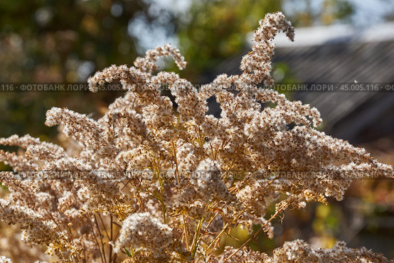 Dry plants in the garden. Canadian goldenrod (lat. Solidago canadensis) is a perennial herb; a species of the genus Goldenrod of the family Asteraceae, or Compositae (Asteraceae). Стоковое фото, фотограф Андрей Жигальцов / Фотобанк Лори