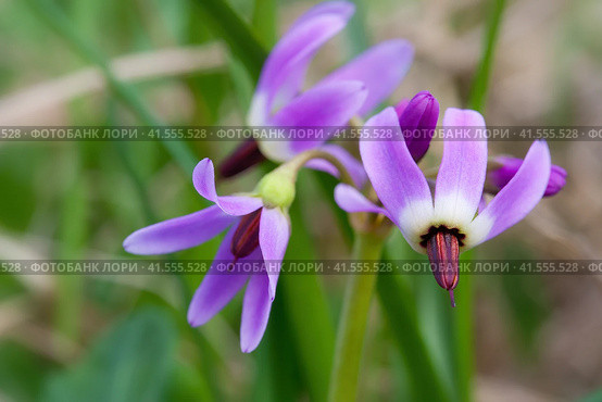 Дряквенник холодный (Dodecatheon frigidum). Красивые полевые цветы. Крупный план соцветия фиолетового цветка. Растения, произростающие в тундре. Дикие цветы Арктики. Природа Заполярья. Чукотка, Россия. Стоковое фото, фотограф Андрей Степанов / Фотобанк Лори