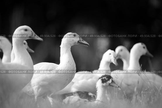 Duck in farm, black and white process filter. Стоковое фото, агентство Ingram Publishing / Фотобанк Лори