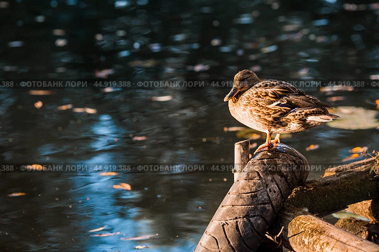 Ducks on the Trubezh river in Pereslavl-Zalessky early in the morning at dawn. Стоковое фото, фотограф Photojuli / Фотобанк Лори