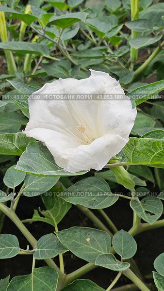 Дурман (Datura) Стоковое фото, фотограф Марина Володько / Фотобанк Лори
