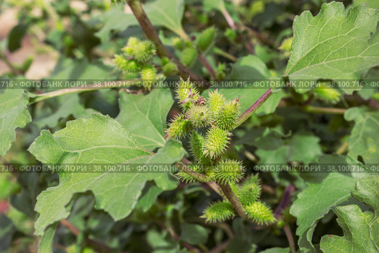 Дурнишник (L. Xanthium) используется как лекарственное растение. Стоковое фото, фотограф Александр Романов / Фотобанк Лори